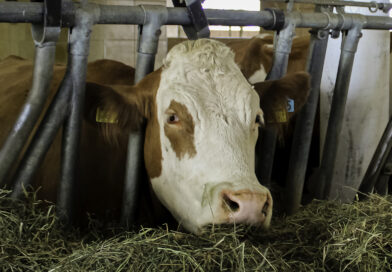 Rinder und andere Huftiere: Das Shamonda-Virus breitet sich aus