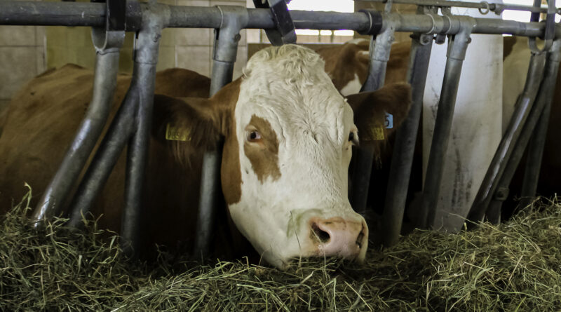 Rinder und andere Huftiere: Das Shamonda-Virus breitet sich aus
