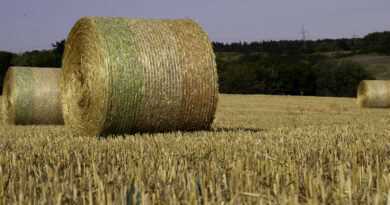 Sachsen-Anhalt: Kaufpreise für landwirtschaftliche Flächen gestiegen