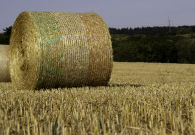 Sachsen-Anhalt: Kaufpreise für landwirtschaftliche Flächen gestiegen