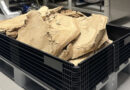 Schweinefutter: Forscher ersetzen Soja durch Forst-Reststoffe