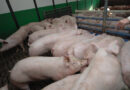 Wie ein Rauchmelder: Sensor erkennt Viren im Schweinestall