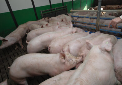 Wie ein Rauchmelder: Sensor erkennt Viren im Schweinestall