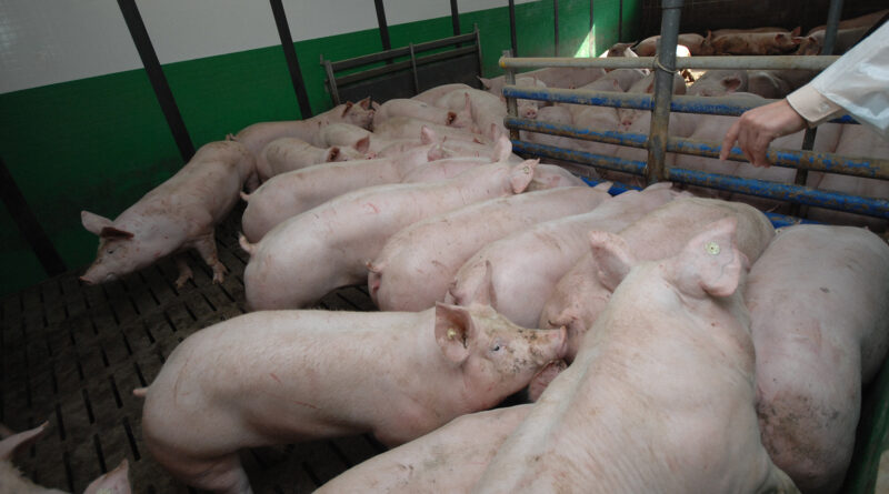 Wie ein Rauchmelder: Sensor erkennt Viren im Schweinestall