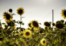 Sonnenblumen statt Raps: Was für und gegen den Anbau spricht