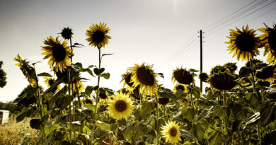 Sonnenblumen statt Raps: Was für und gegen den Anbau spricht
