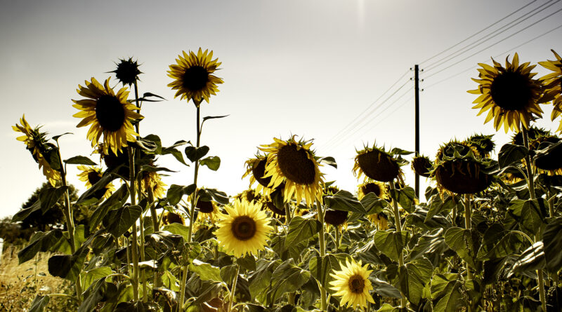 Sonnenblumen statt Raps: Was für und gegen den Anbau spricht
